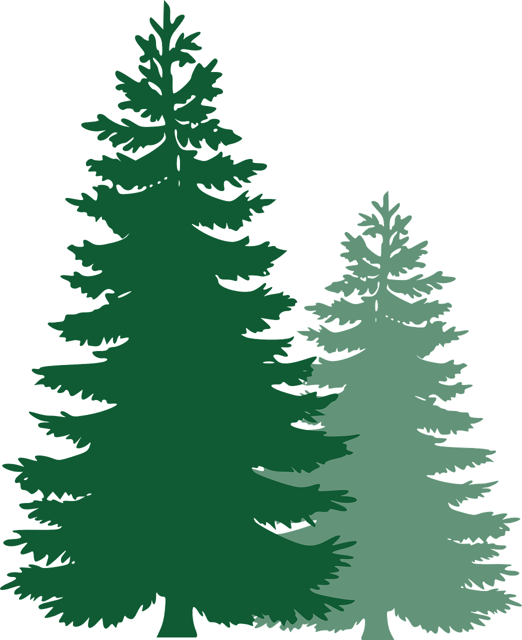 pine